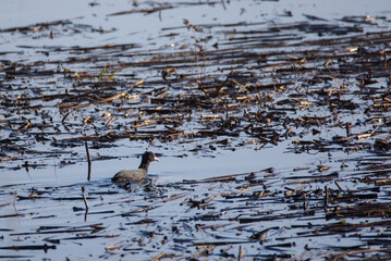Selective focus photo. Eurasian coot bird, Fulica atra.
