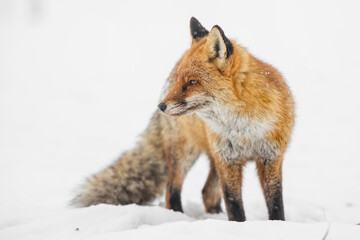 red fox