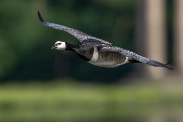 Weißwangengans (Branta leucopsis)