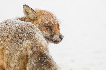 red fox in the snow