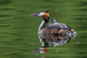 Fototapeta premium Haubentaucher (Podiceps cristatus) mit Jungen