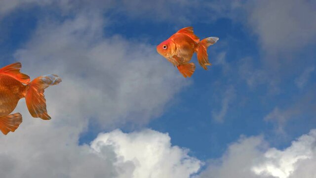 many golden fish swimming on the blue sky, 3d animation