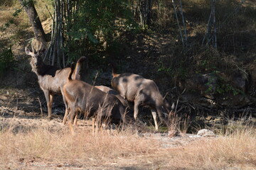 Naklejka na ściany i meble Thirsty Sambar Deers at Forest Wildlife Photography