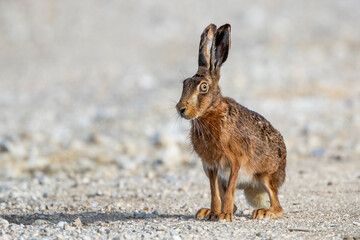 Feldhase (Lepus europaeus)