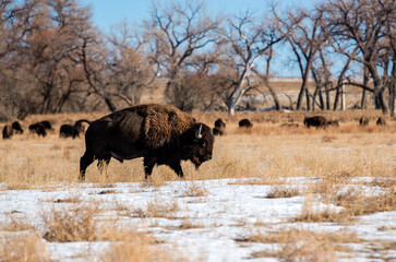 Bison bull aka buffalo walking through snowy winter meadow