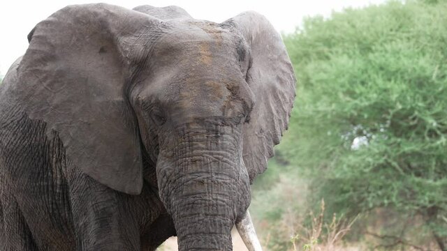 Closeup of an elephant's face with only one tusk flapping its ears.