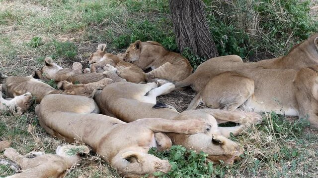 A pride of lions and cubs sleep together under a tree in the Serengeti.