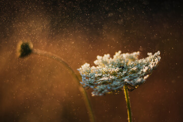 Makro  © Sieku Photo