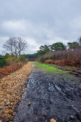 Repairing the erosion of loads of walkers at the Devils Bunch Bowl , Hindhead Surrey