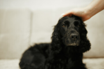 petting the dog on the head