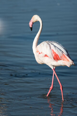 Pink flamingo, Camargue, France