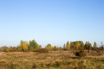 Autumn park and forest under clear clear sky
