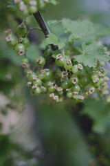 Unripe green berries of a red currant close-up in early spring.
