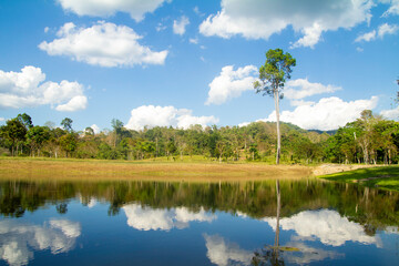 Obraz premium Green grass with sky reflecting in the forest