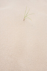 Jeune pousse dans une dune de sable