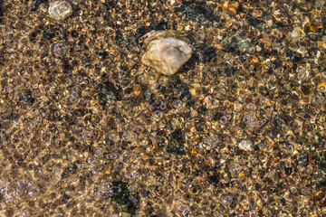the background of the clear water with stones