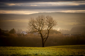 Fototapeta na wymiar winter tree in the countryside