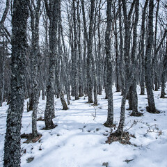 Fototapeta premium A path in snowy forest with many bare trees over the winter.