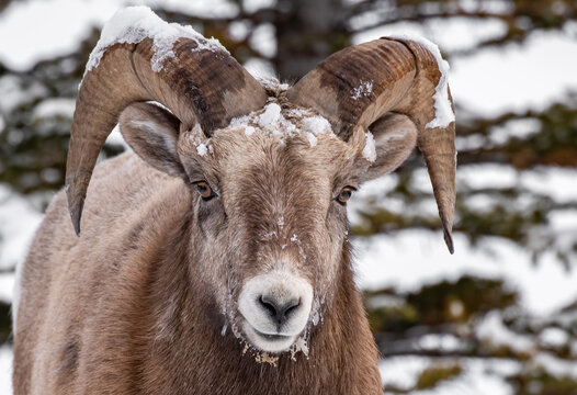 Bighorn Sheep in Canada 