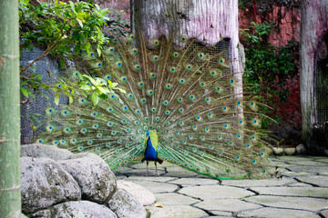 Beautiful peacock with open feather tile with natural environment on the background,exotic male...