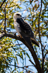 Elanion blanc, ..Elanus caeruleus, Black winged Kite