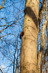 Eichhörnchen © Sara