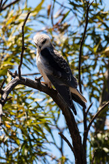 Elanion blanc, ..Elanus caeruleus, Black winged Kite