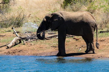 Éléphant d'Afrique, Loxodonta africana, Parc national du Pilabesberg, Afrique du Sud