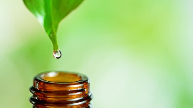 Green Leaf with Essential Oil Drops, Natural Therapy. Super Slow Motion at 1000 fps
