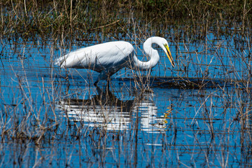 Grande Aigrette,. Ardea alba, Great Egret