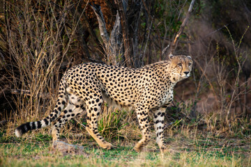 Fototapeta na wymiar Guépard, cheetah, Acinonyx jubatus, Parc national Kruger, Afrique du Sud