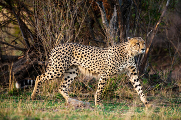 Fototapeta na wymiar Guépard, cheetah, Acinonyx jubatus, Parc national Kruger, Afrique du Sud