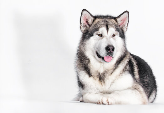 Alaskan Malamute dog lies on a white background in full growth