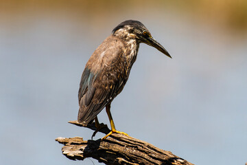 Héron strié,.Butorides striata, Striated Heron