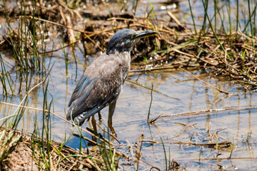 Héron strié,.Butorides striata, Striated Heron
