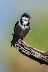 Hirondelle à gorge blanche,.Hirundo albigularis, White throated Swallow © JAG IMAGES