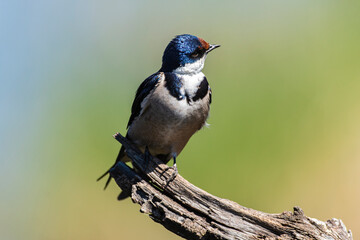 Hirondelle à gorge blanche,.Hirundo albigularis, White throated Swallow © JAG IMAGES