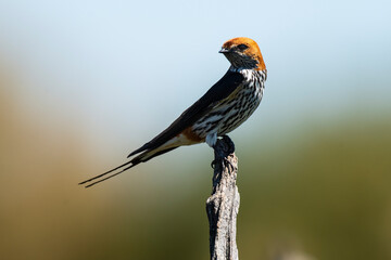 Hirondelle striée,.Cecropis abyssinica, Lesser Striped Swallow © JAG IMAGES