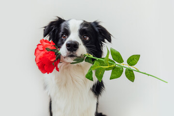 St. Valentine's Day concept. Funny portrait cute puppy dog border collie holding red rose flower in...