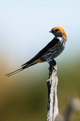 Hirondelle striée,.Cecropis abyssinica, Lesser Striped Swallow © JAG IMAGES