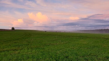 cows on the field