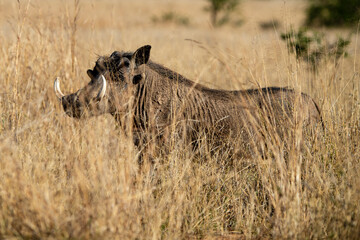 Phacochère commun, Phacochoerus africanus, Afrique du Sud