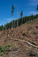 Logging Clear Cutting - Washington State