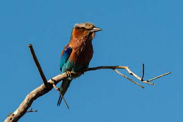 Fototapeta premium Rollier à longs brins,. Coracias caudatus, Lilac breasted Roller