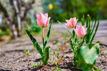 A scene with a colorful tulip (tulipa) in bloom in the garden.