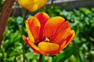 A scene with a colorful tulip (tulipa) in bloom in the garden.