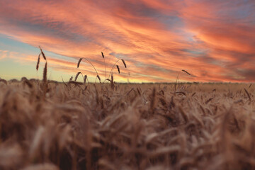 Golden wheat field in the afternoon hours. Background, landscape