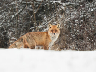 red fox in snow