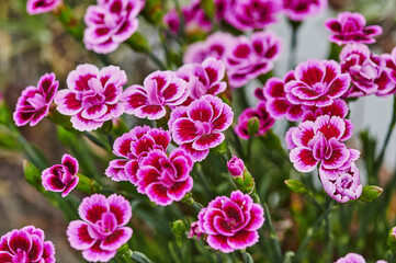 Macro shot of vibrant pink carnations (Dianthus caryophyllus) in the garden.