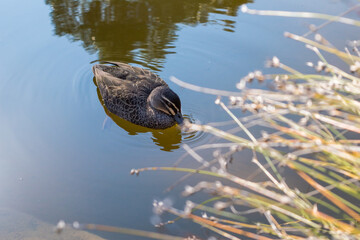 Duck swims in Kings Park pond. Duck drinks water in pond.
